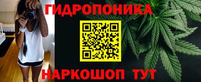 шишки Дубна